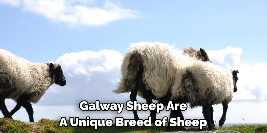 Galway Sheep Are 
A Unique Breed of Sheep