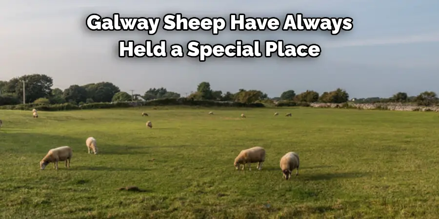 Galway Sheep Have Always 
Held a Special Place