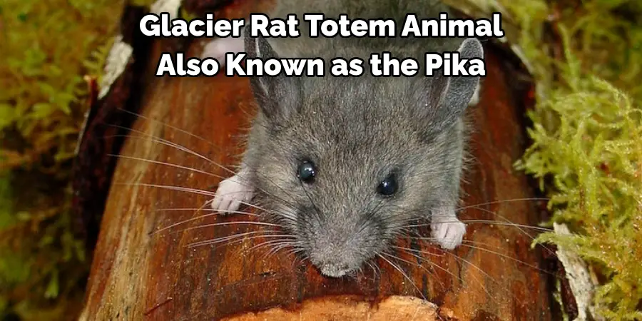 Glacier Rat Totem Animal 
Also Known as the Pika