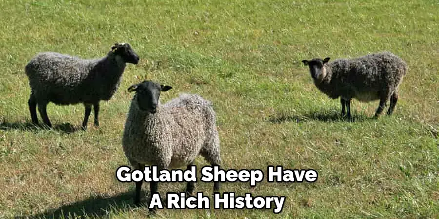 Gotland Sheep Have 
A Rich History 