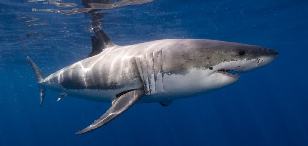 Great White Shark Spiritual Meaning