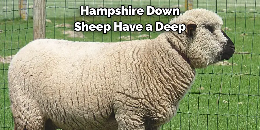 Hampshire Down Sheep Have a Deep