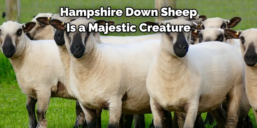Hampshire Down Sheep 
Is a Majestic Creature