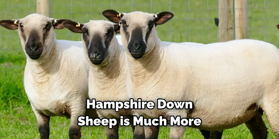 Hampshire Down 
Sheep is Much More