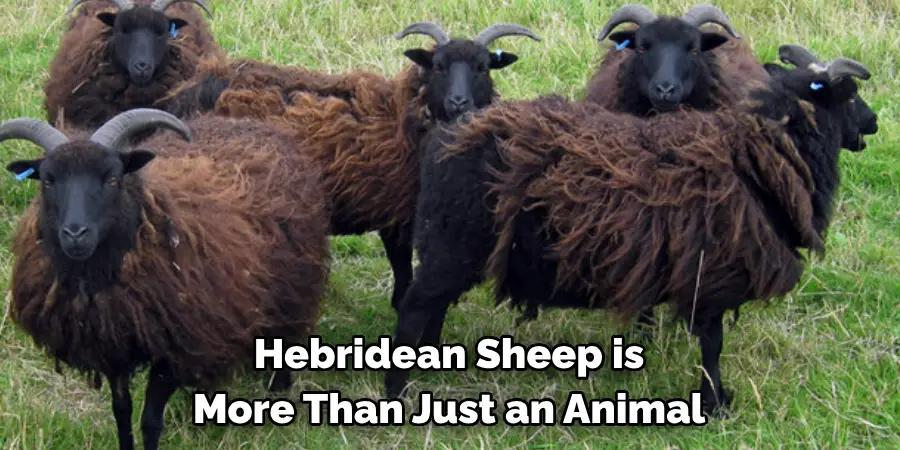 Hebridean Sheep is 
More Than Just an Animal