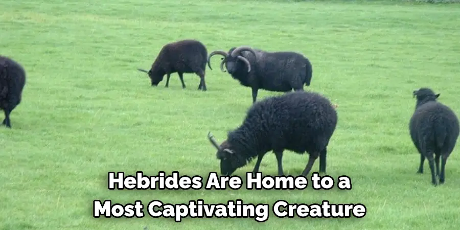 Hebrides Are Home to a 
Most Captivating Creature