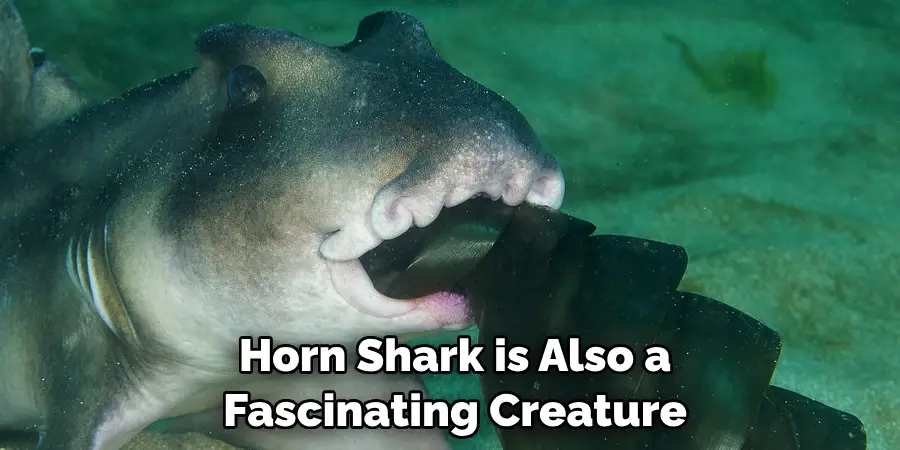 Horn Shark is Also a 
Fascinating Creature