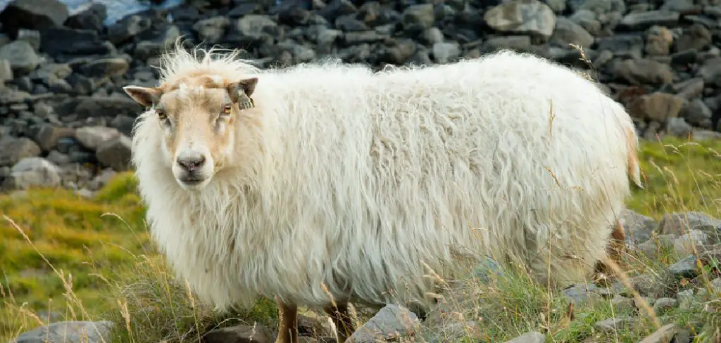 Icelandic Sheep Spiritual Meaning