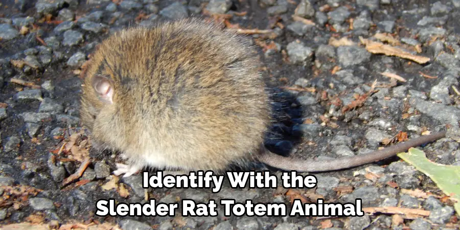 Identify With the 
Slender Rat Totem Animal