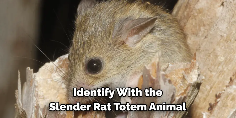 Identify With the
Slender Rat Totem Animal