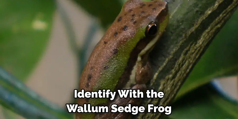 Identify With the 
Wallum Sedge Frog
