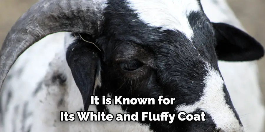 It is Known for 
Its White and Fluffy Coat