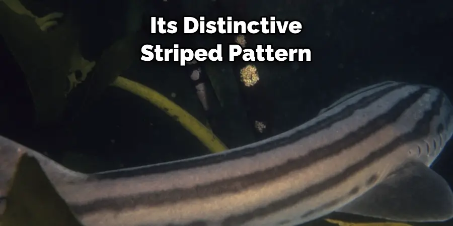 Its Distinctive Striped Pattern