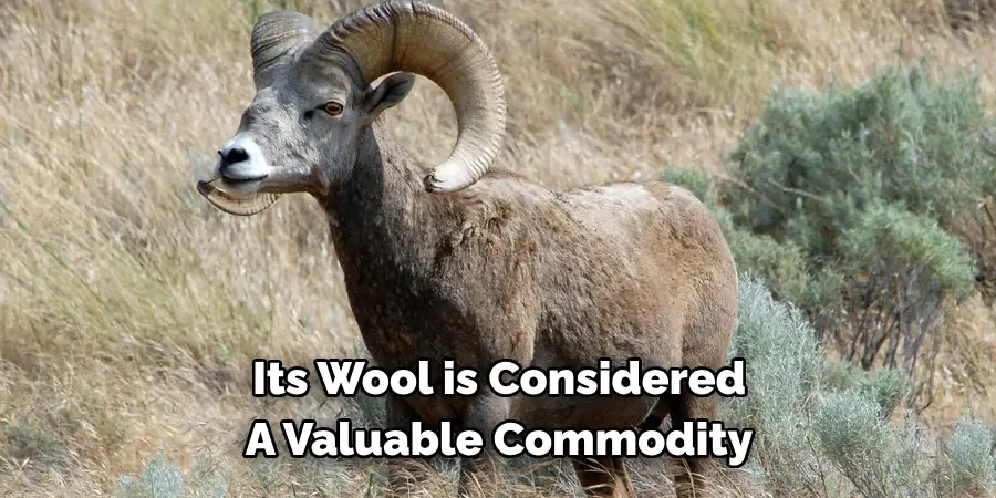 Its Wool is Considered 
A Valuable Commodity
