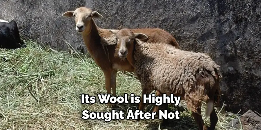 Its Wool is Highly 
Sought After Not