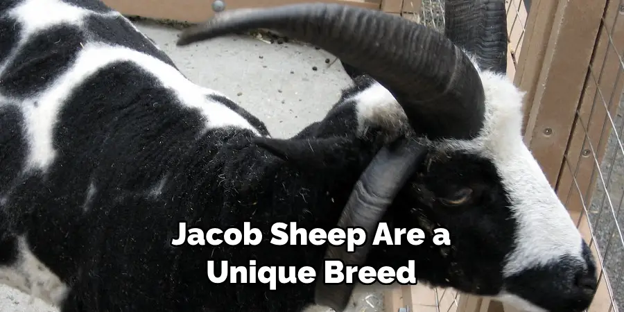 Jacob Sheep Are a Unique Breed