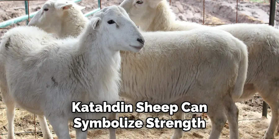 Katahdin Sheep Can 
Symbolize Strength