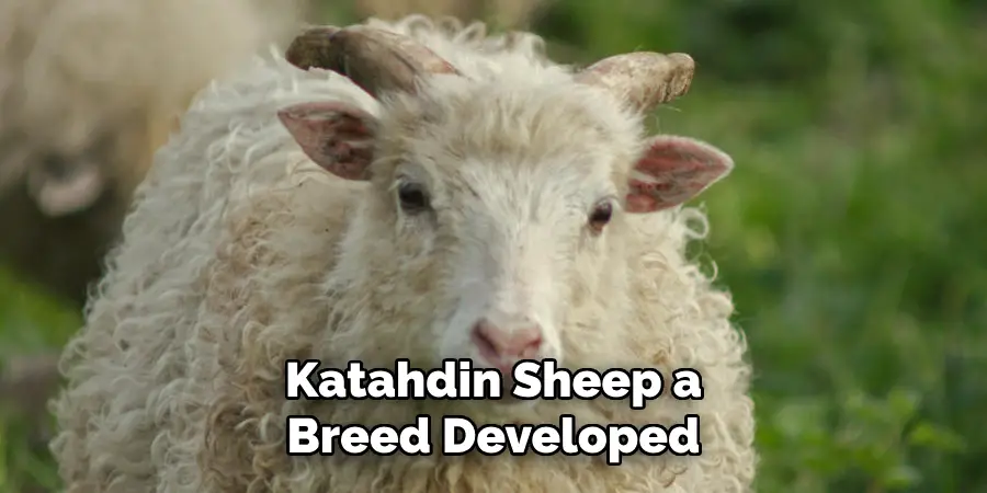 Katahdin Sheep a 
Breed Developed 
