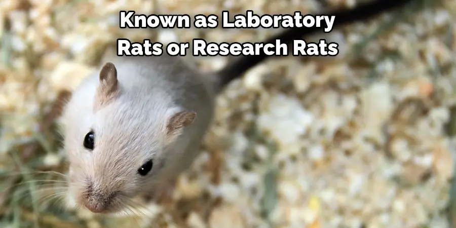 Known as Laboratory
Rats or Research Rats