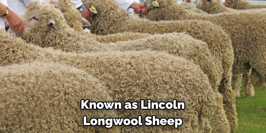 Known as Lincoln Longwool Sheep