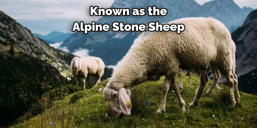 Known as the 
Alpine Stone Sheep