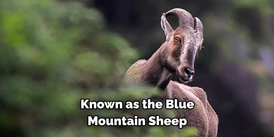 Known as the Blue 
Mountain Sheep