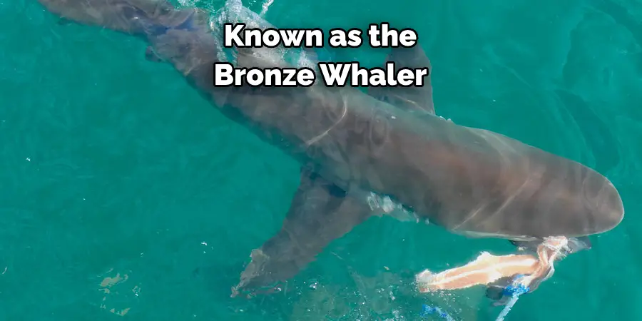 Known as the
Bronze Whaler