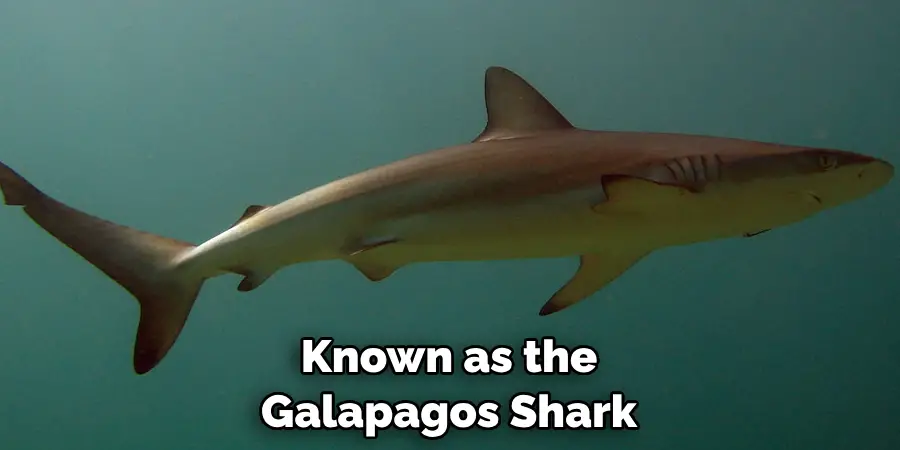 Known as the 
Galapagos Shark