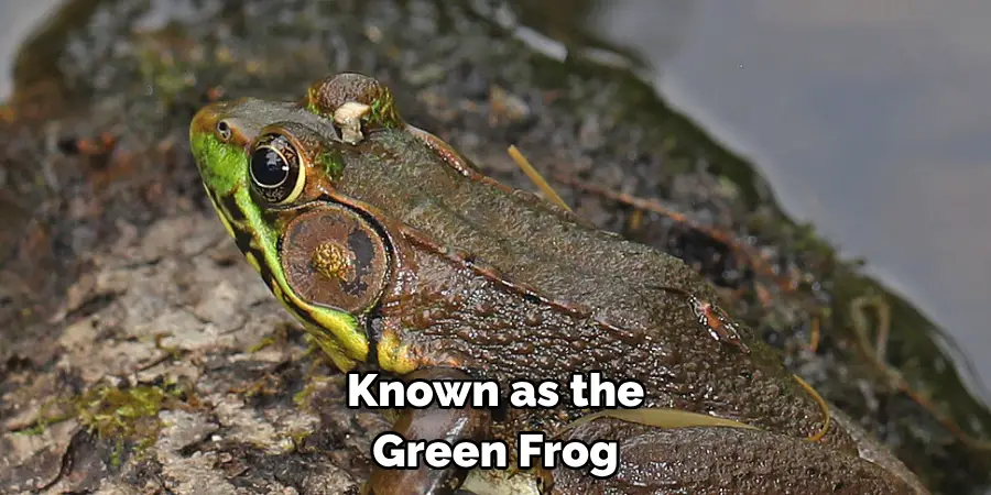 Known as the 
Green Frog