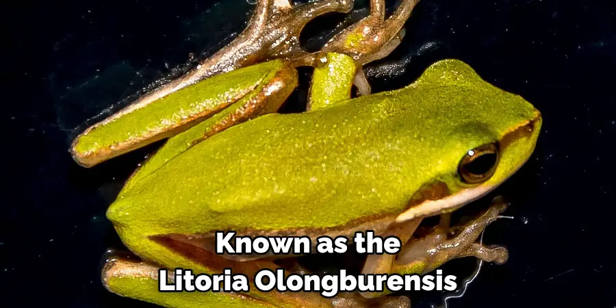 Known as the 
Litoria Olongburensis