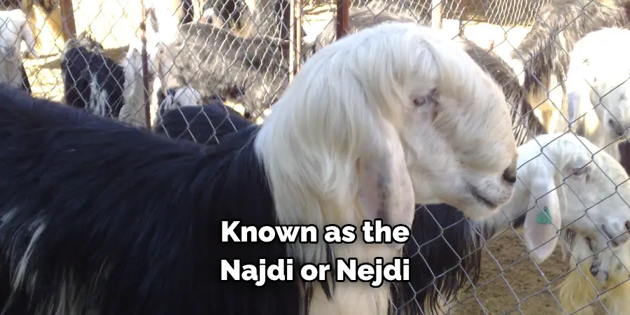 Known as the 
Najdi or Nejdi