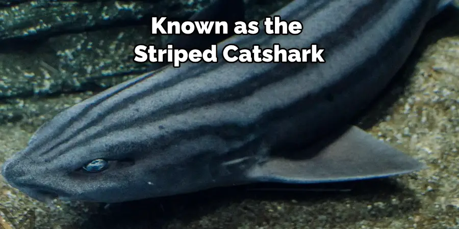 Known as the Striped Catshark