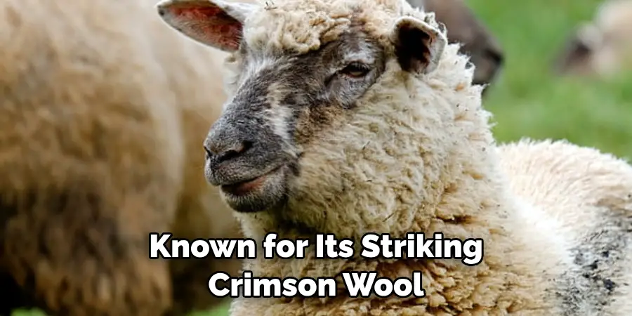 Known for Its Striking Crimson Wool 