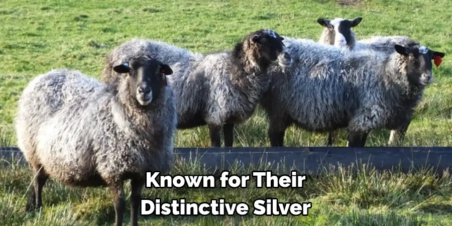 Known for Their Distinctive Silver