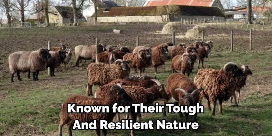 Known for Their Tough 
And Resilient Nature