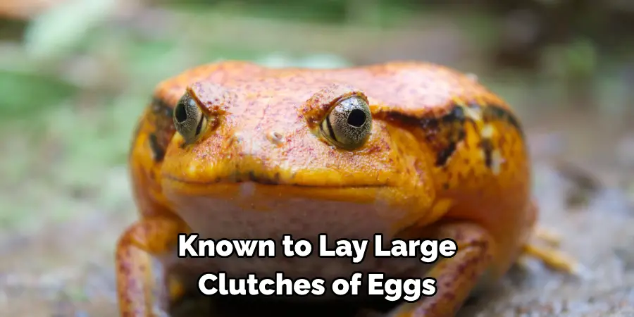Known to Lay Large 
Clutches of Eggs