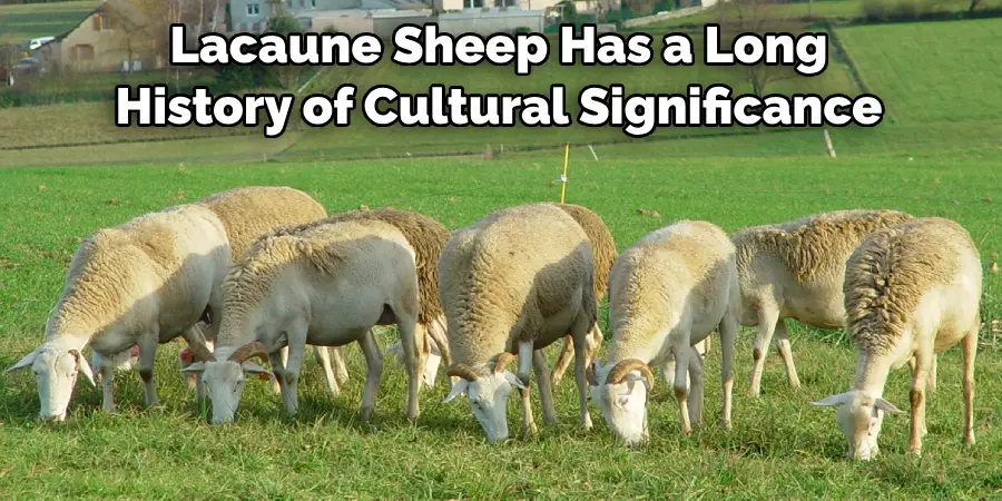 Lacaune Sheep Has a Long 
History of Cultural Significance