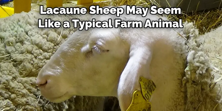 Lacaune Sheep May Seem 
Like a Typical Farm Animal