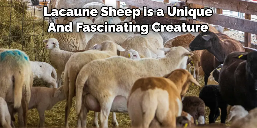 Lacaune Sheep is a Unique And Fascinating Creature