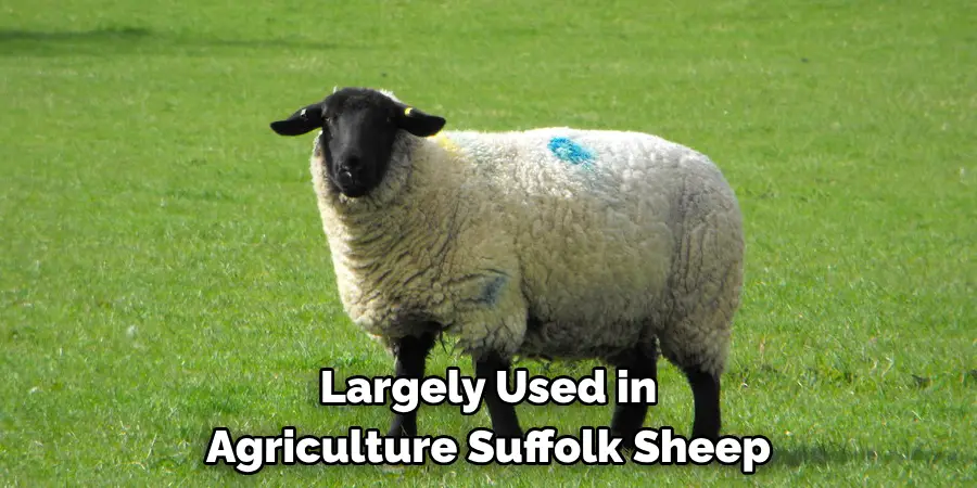 Largely Used in 
Agriculture Suffolk Sheep