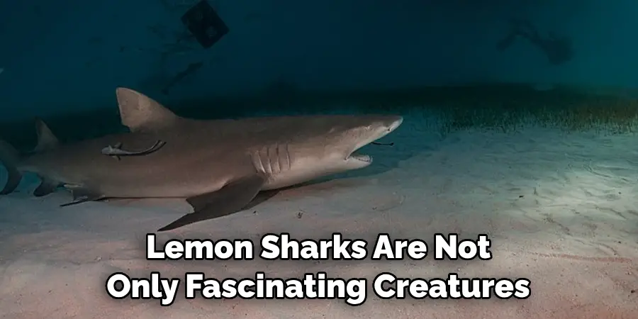 Lemon Sharks Are Not 
Only Fascinating Creatures