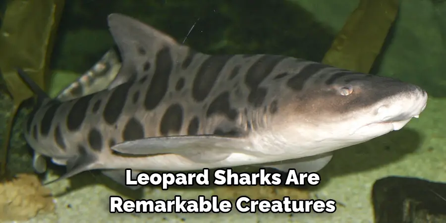 Leopard Sharks Are 
Remarkable Creatures