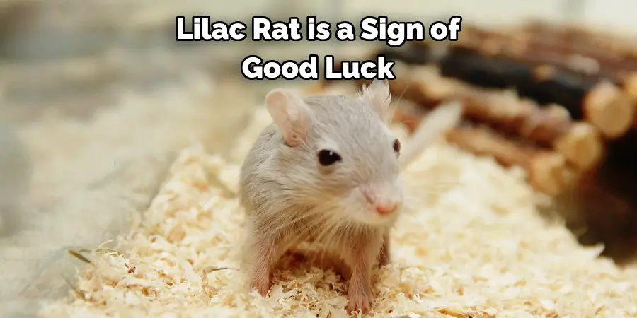 Lilac Rat is a Sign of 
Good Luck