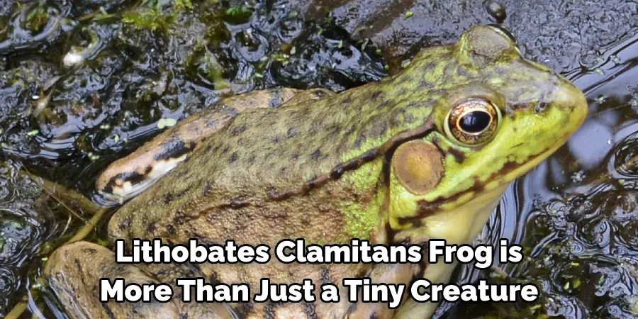 Lithobates Clamitans Frog is 
More Than Just a Tiny Creature