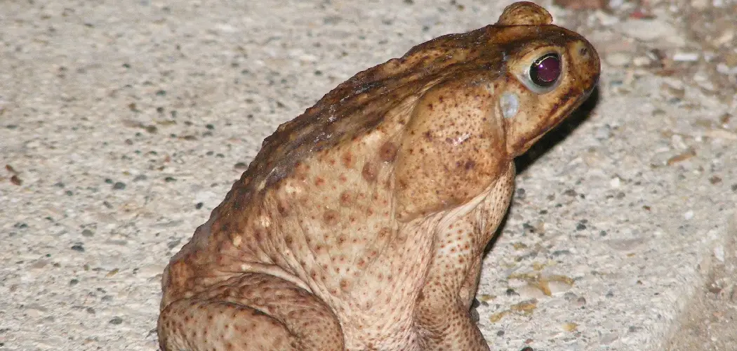 Marine Toad Spiritual Meaning
