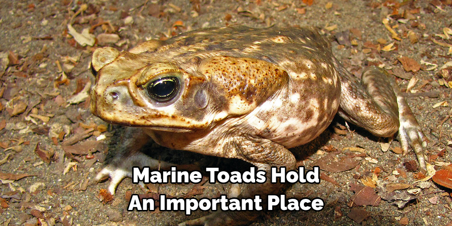 Marine Toads Hold 
An Important Place