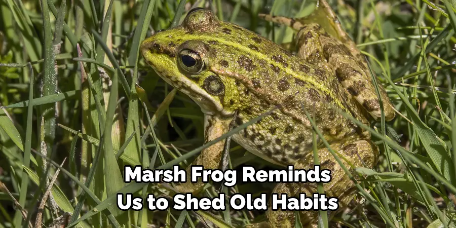 Marsh Frog Reminds 
Us to Shed Old Habits