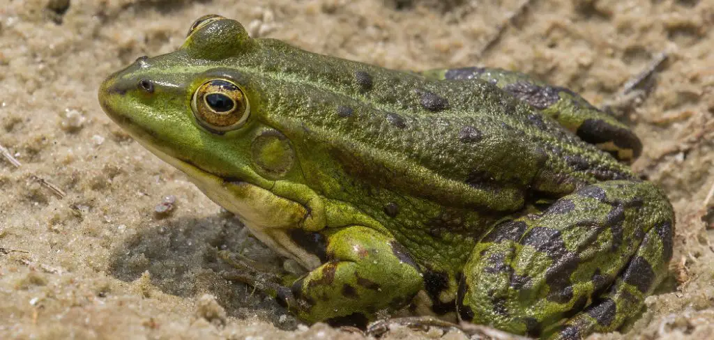 Marsh Frog Spiritual Meaning