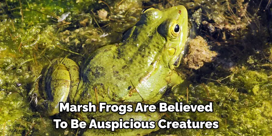Marsh Frogs Are Believed 
To Be Auspicious Creatures