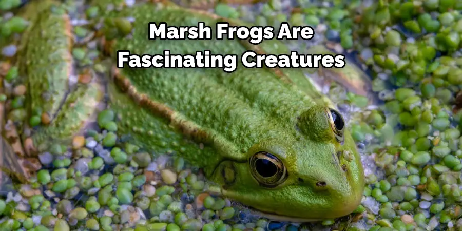 Marsh Frogs Are 
Fascinating Creatures